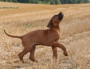 Thabo ( 14 )
