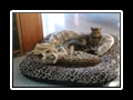 Meine_Katzen_und_ich_007