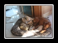 Meine_Katzen_und_ich_029