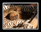 IMG_3231