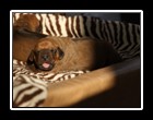 IMG_3234
